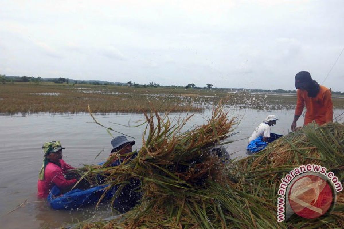 Bulog: Banjir Tidak Pengaruhi Pengadaan Bulog Bojonegoro