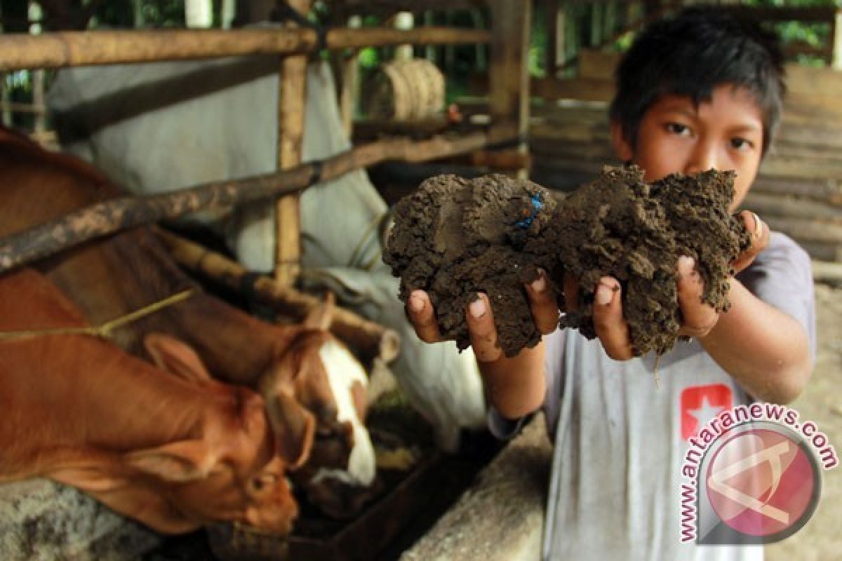 Dosen IPB Kembangkan Inovasi Pakan dari Limbah Sayur di Pasar