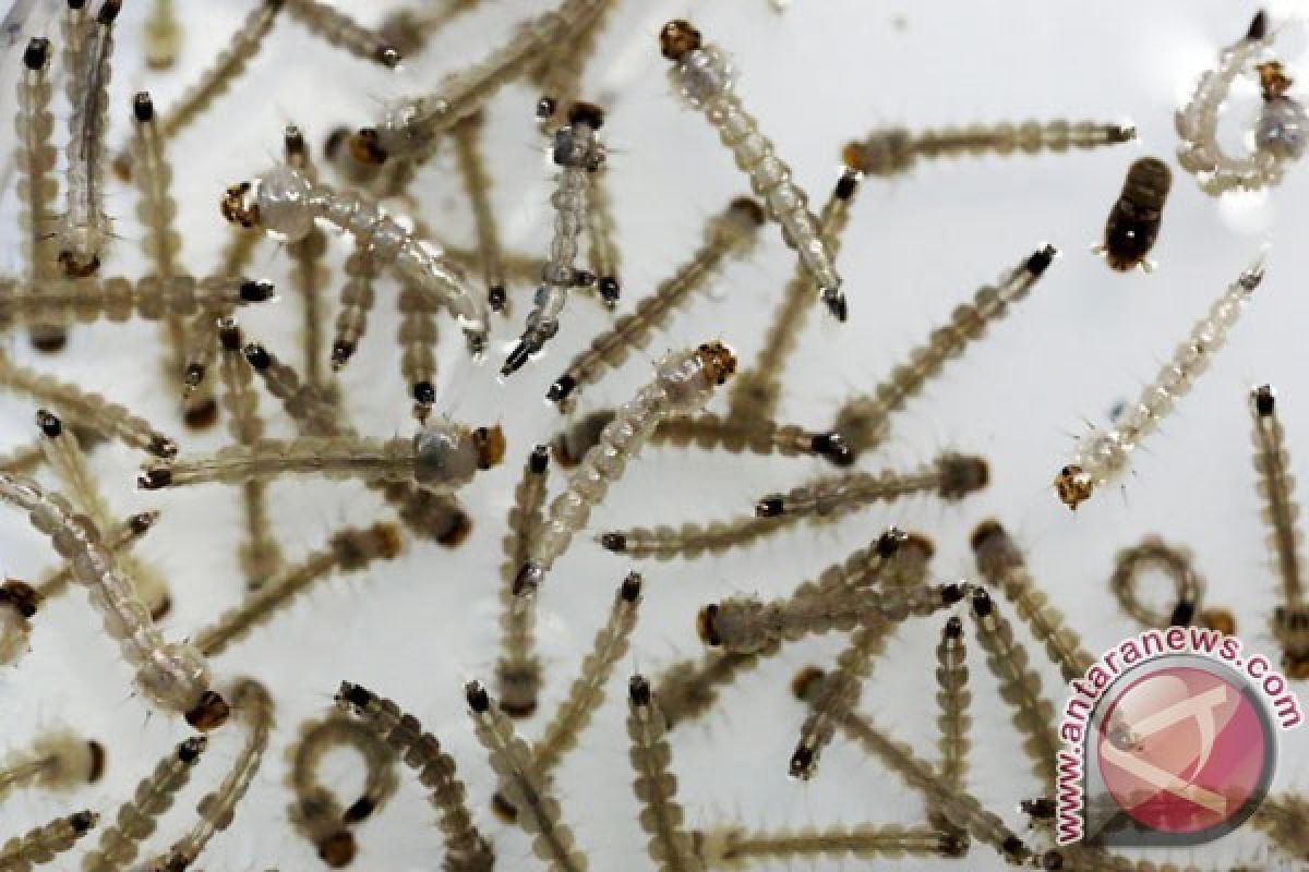 Berantas larva nyamuk untuk cegah penyakit Dengue