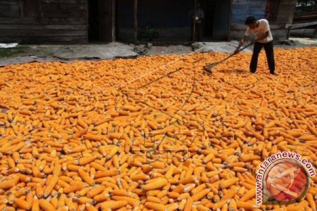 220.000 ton jagung Aceh dipasok ke Medan