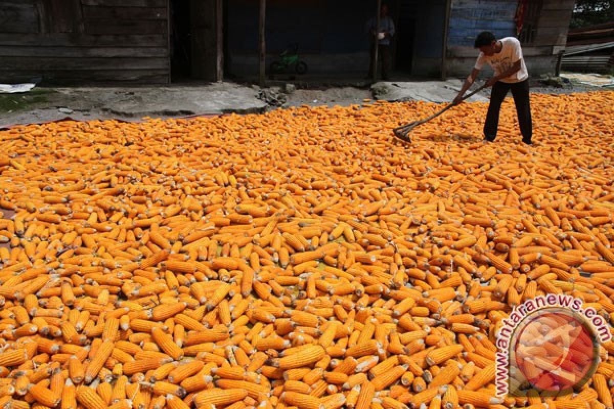 Kementan: peminjaman jagung pakan untuk penuhi kebutuhan daerah