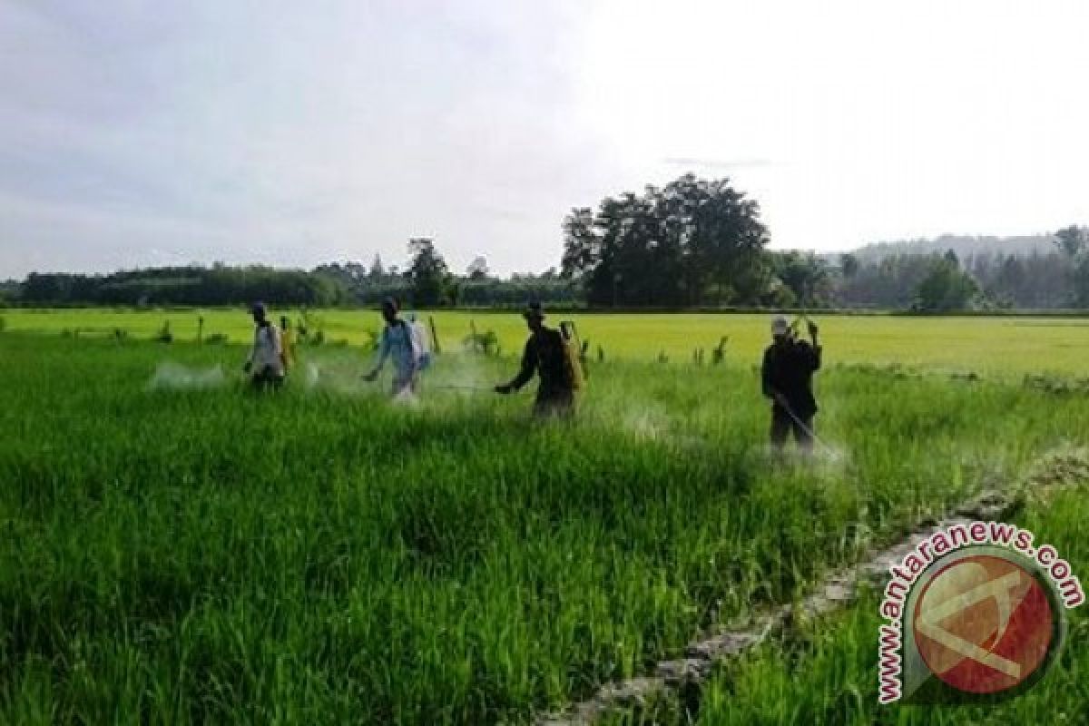 Anggota Kodim 1506/Namlea Terapkan Ilmu Pertanian