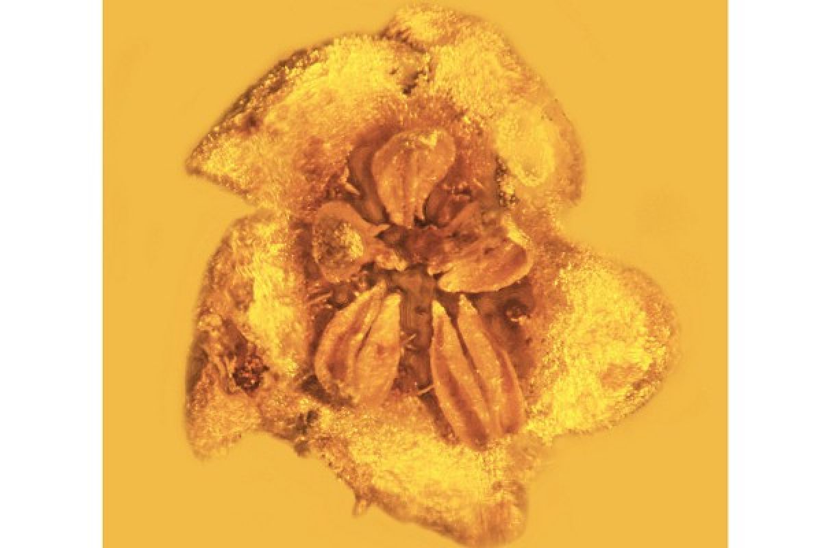 Peneliti temukan fosil bunga pertama