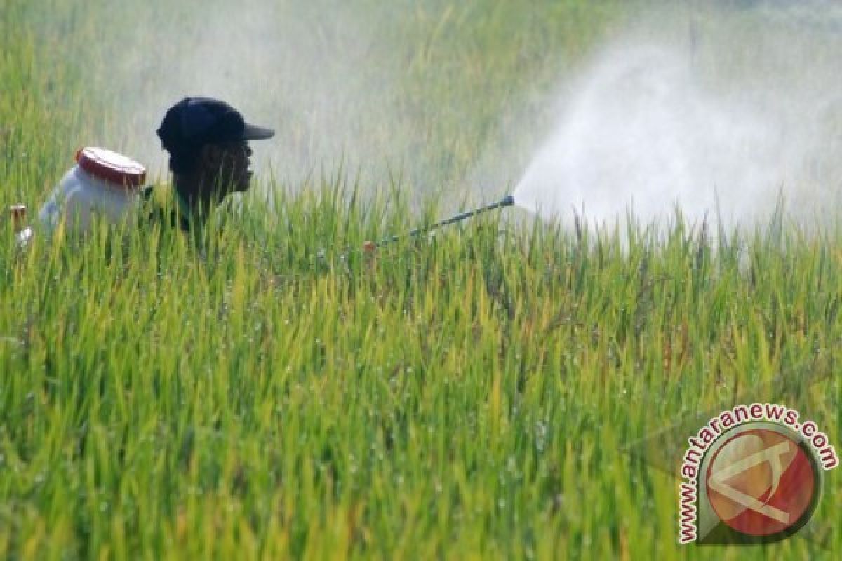 Petani Seruyan Kesulitan Pasarkan Hasil Panen Padi 