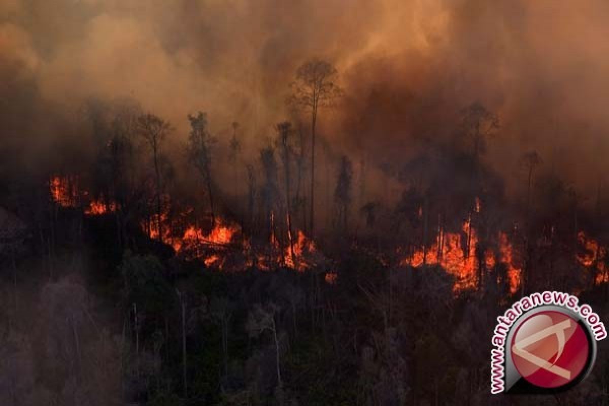  Status siaga darurat karhutla Jambi diperpanjang