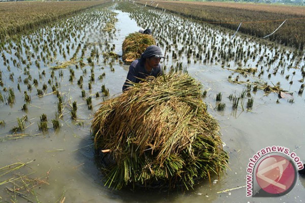 Petani di Ngawi Keluhkan Sawah Terendam Banjir