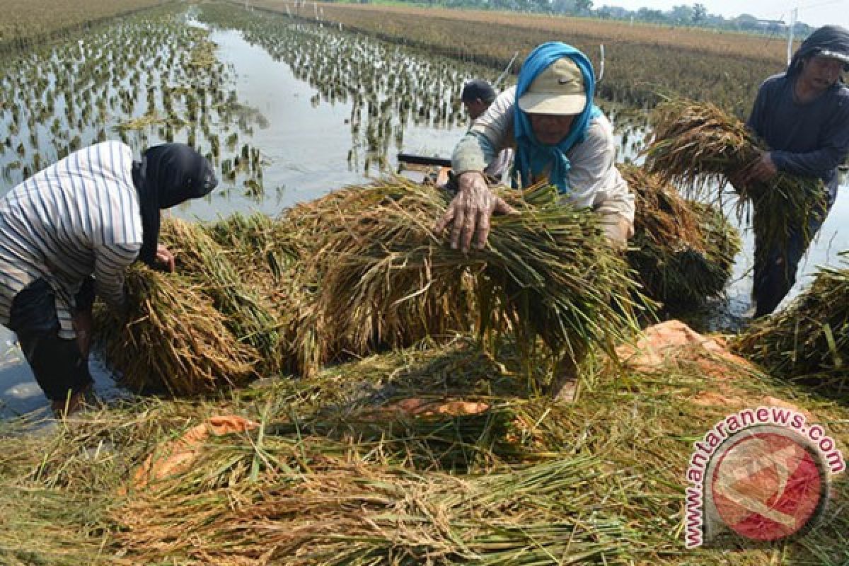 Pemkab Sidoarjo Usulkan Bantuan Benih Korban Banjir