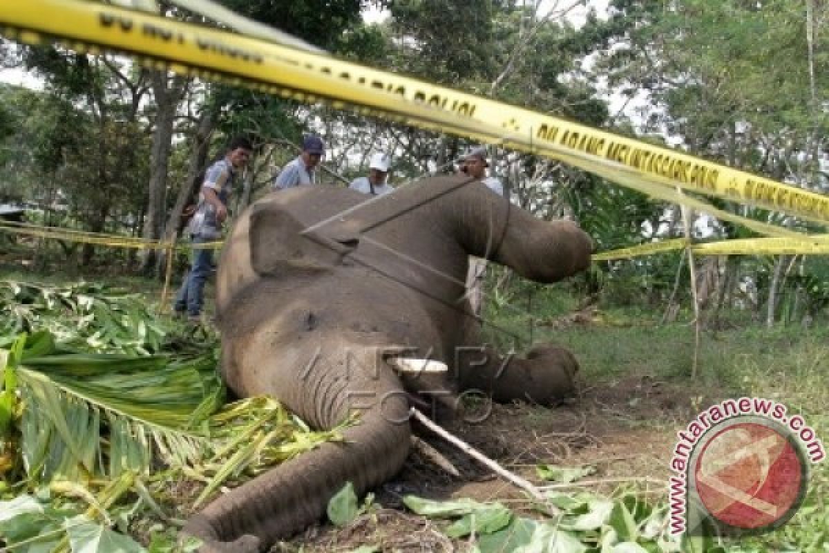 Seekor gajah ditemukan mati tanpa gading