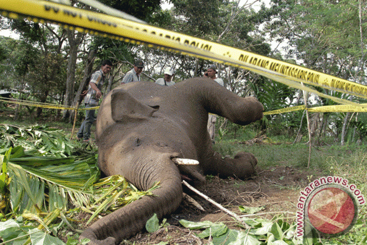 Anak gajah mati di kebun HTI