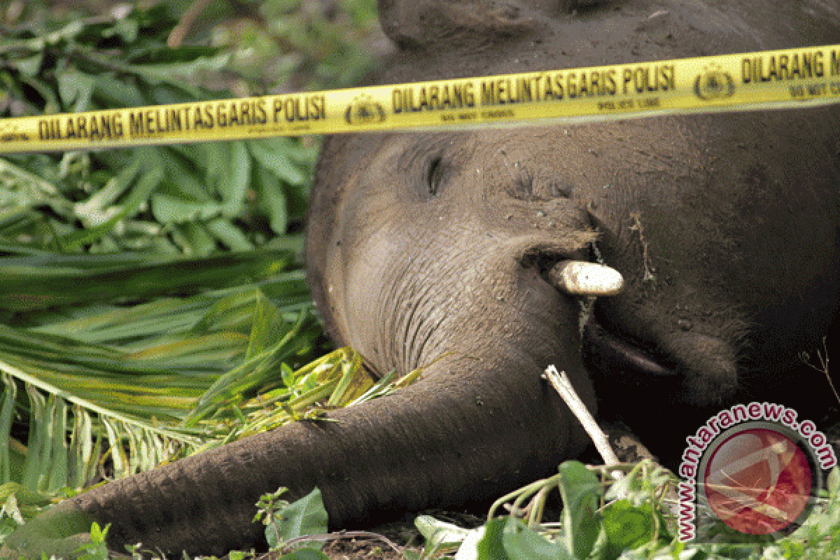 EARTH WIRE -- Habitats of Sumatran animals continue to decline