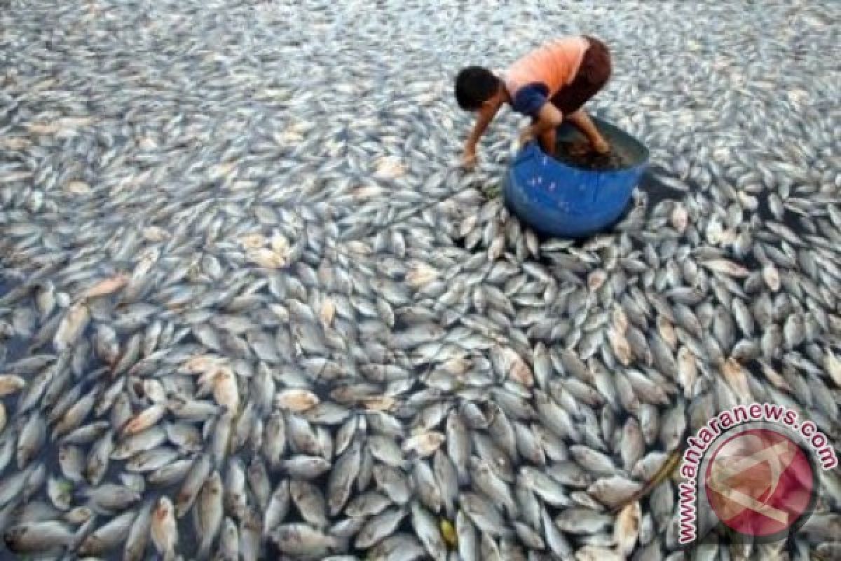 Duh! Ribuan Ikan Jenis Toman Milik Warga Barsel Mati Secara Misterius