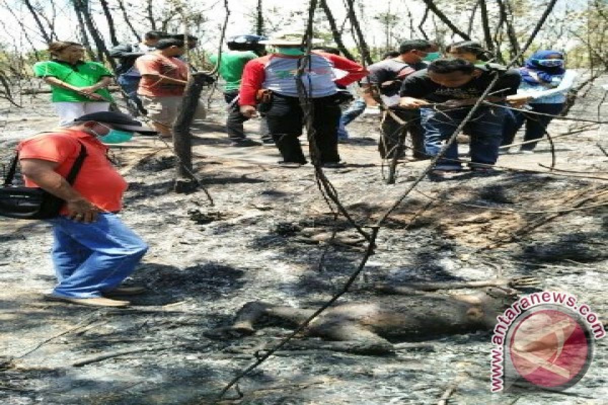 Polres Bontang Tetapkan Tersangka Pembakar Lahan Tewaskan Orangutan