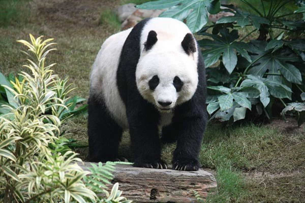 Ada 'Nenek Panda' Merayakan Ulang Tahun Di Kebun Binatang