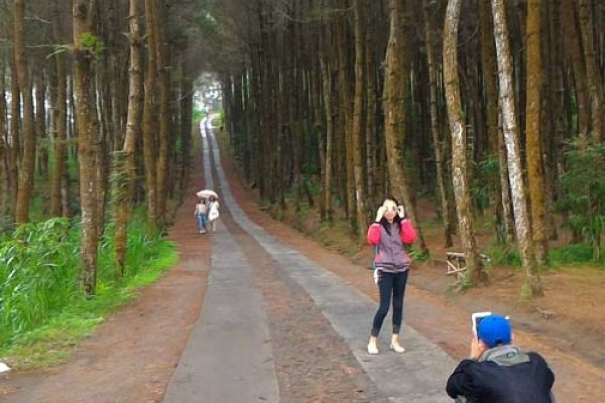 Hutan "Top Selfie Pinusan" makin Dikenal