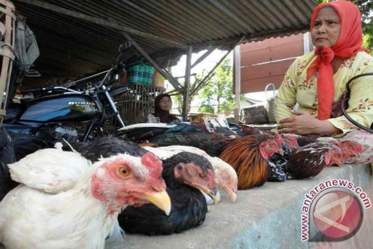 18 Ayam Mati Bojonegoro Bukan Flu Burung