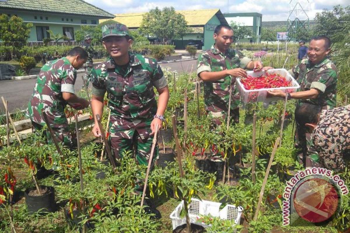 Anggota Brigif 9 Kostrad Jember Panen Cabai