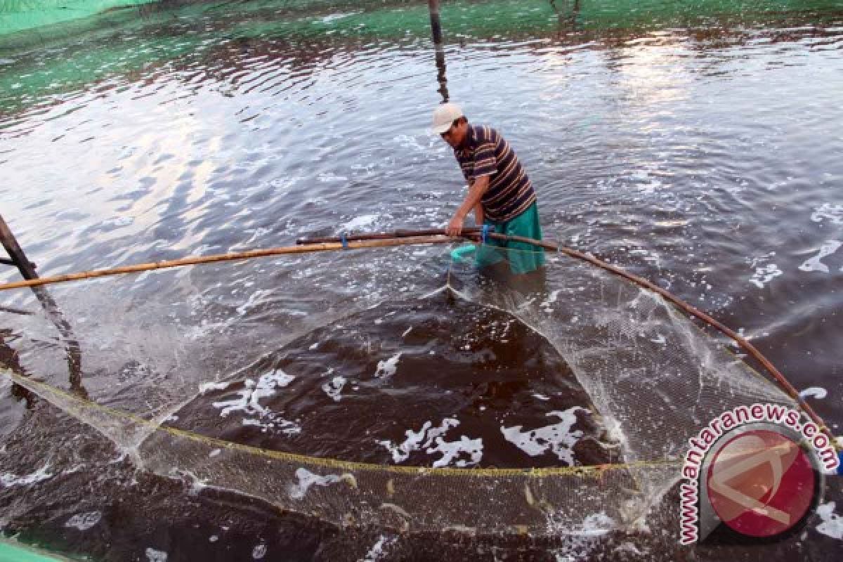 Pembudidaya Panen Dini Udang Vaname Antisipasi Harga Jatuh