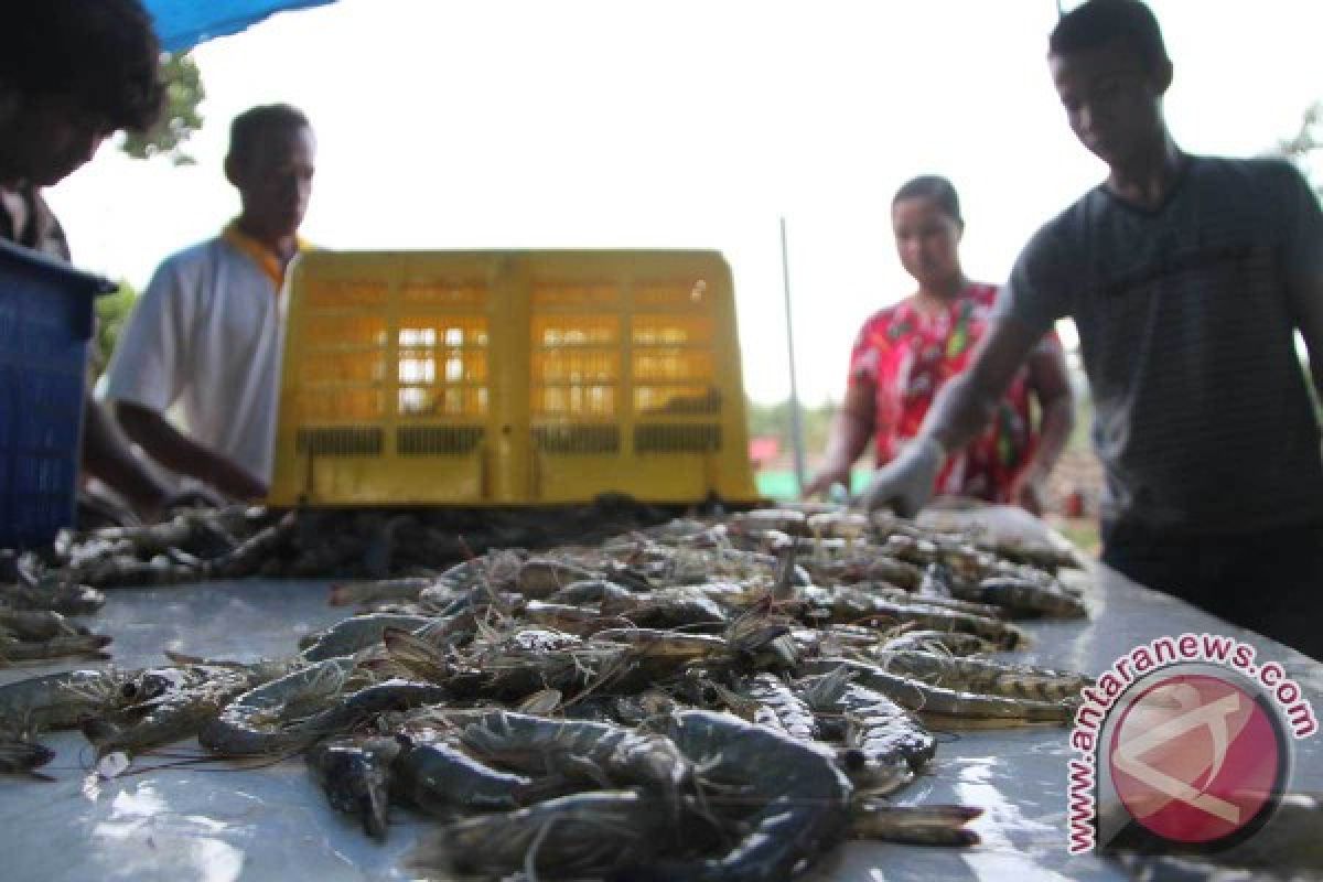 Tiga Desa di Situbondo Gunakan Dana Desa Budi Daya Udang Vaname