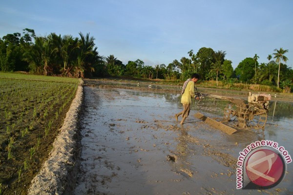 Lahan Pertanian Sumut Turun Akibat Alih Fungsi Lahan