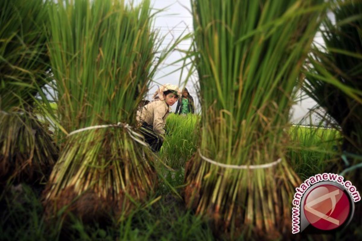 Petani Jambi gagal panen padi dibantu benih