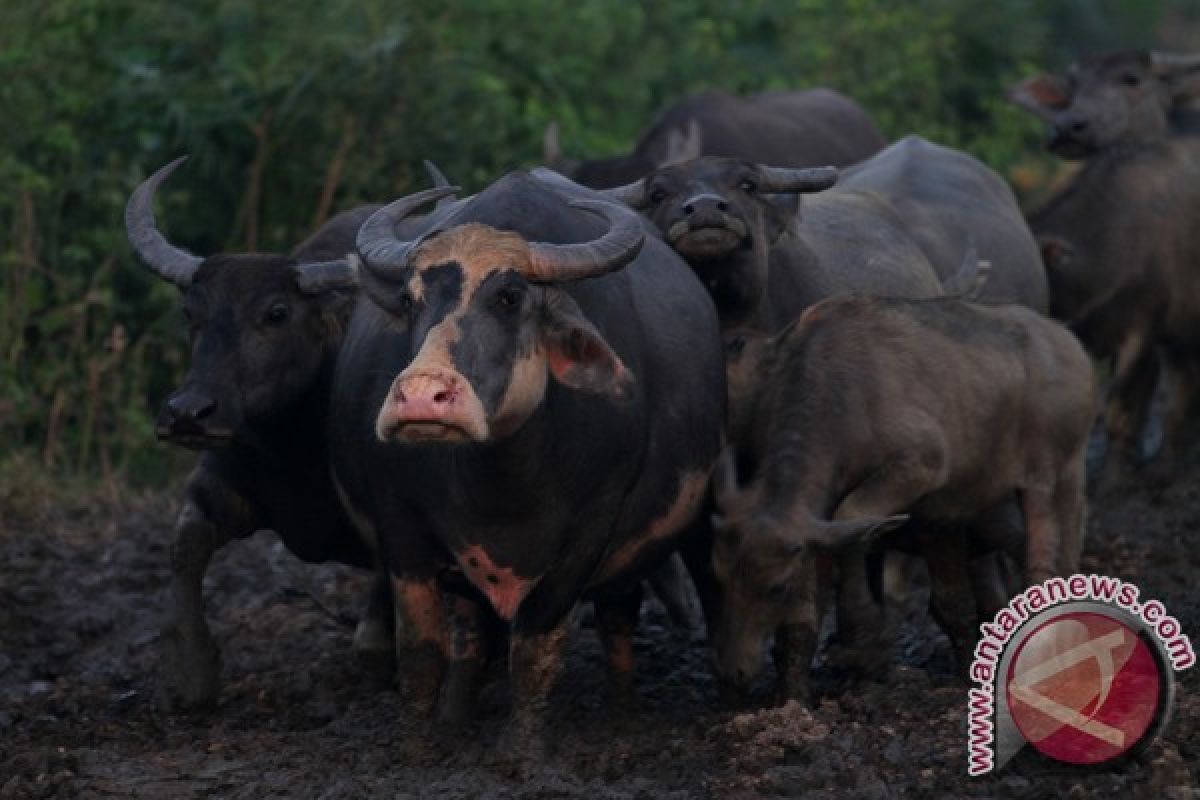 Warga Mukomuko resah karena kerbau dilepasliarkan 