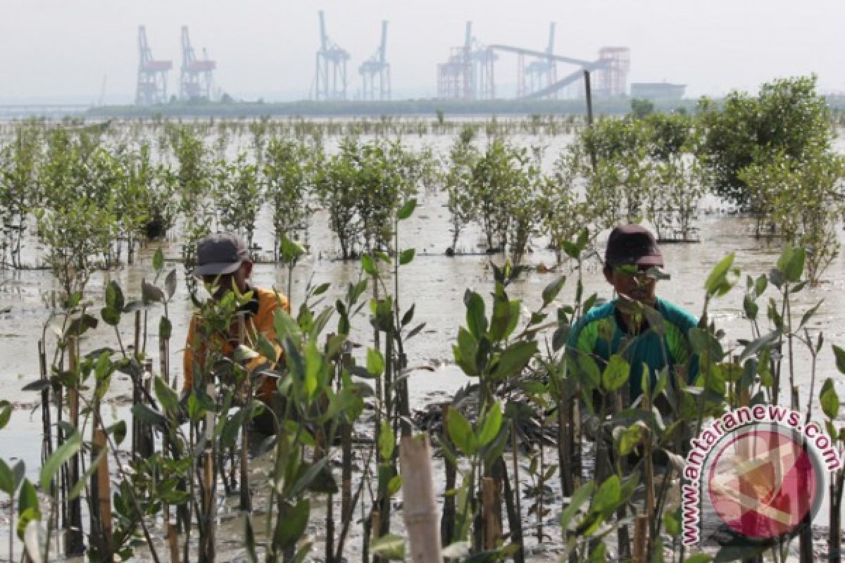 Jatim Galakkan Tanam  Mangrove untuk Cegah Abrasi Pesisir