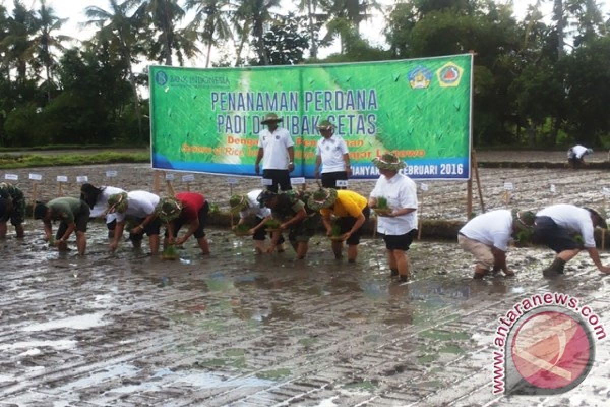 BI Tanam Padi Organik di Gianyar