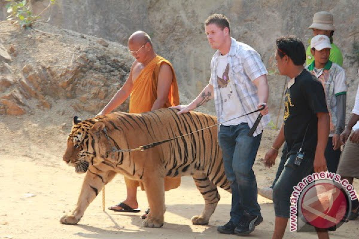 Thailand`s infamous Tiger Temple fights to keep big cats