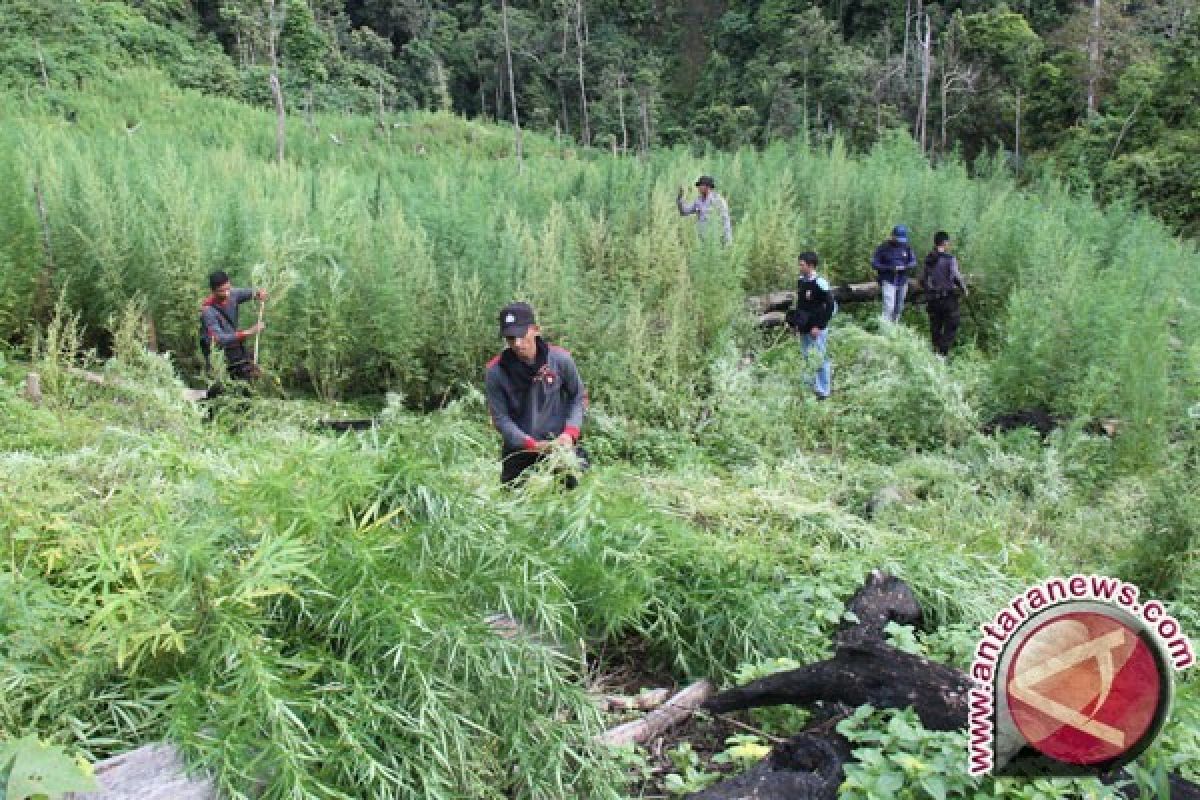 TNI Temukan Ladang Ganja Lagi di Perbatasan