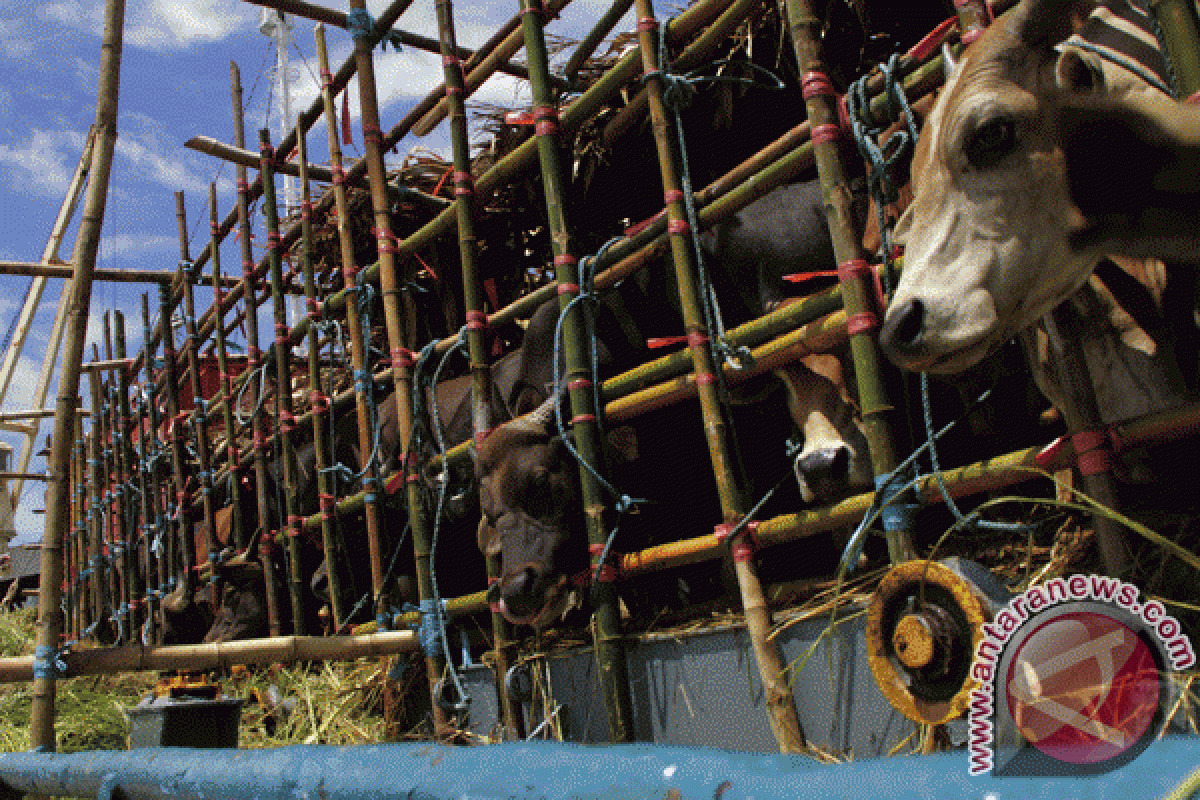 Pekanbaru stok 6.000 sapi