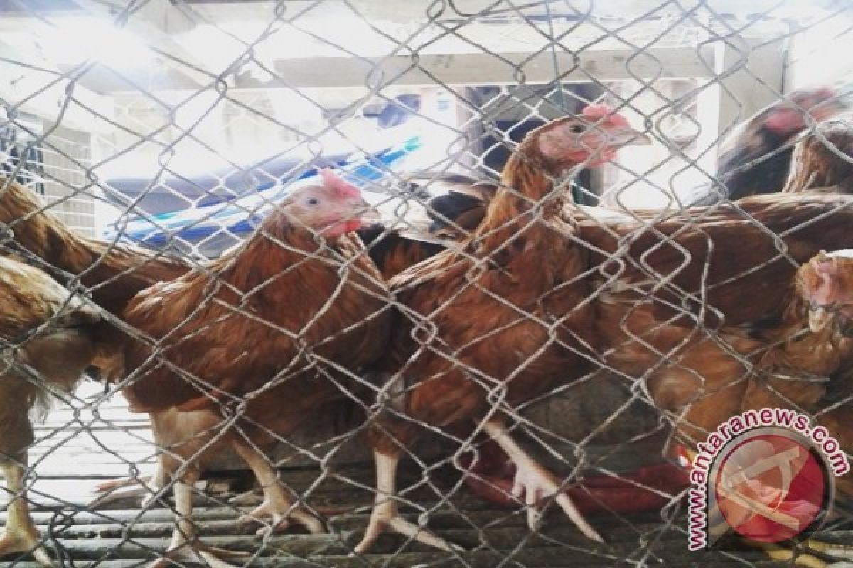 Permintaan Daging Ayam Kampung di Pangkalpinang Turun