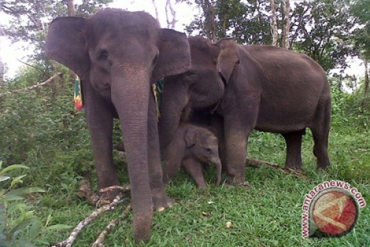 Belasan gajah masuk kampung di Tanggamus