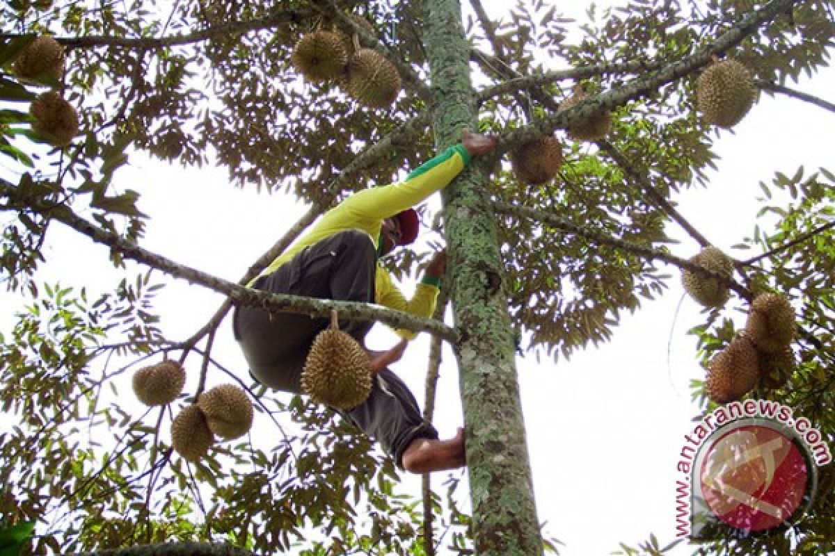 Menteri Desa hadiri pesta panen durian  Jombang