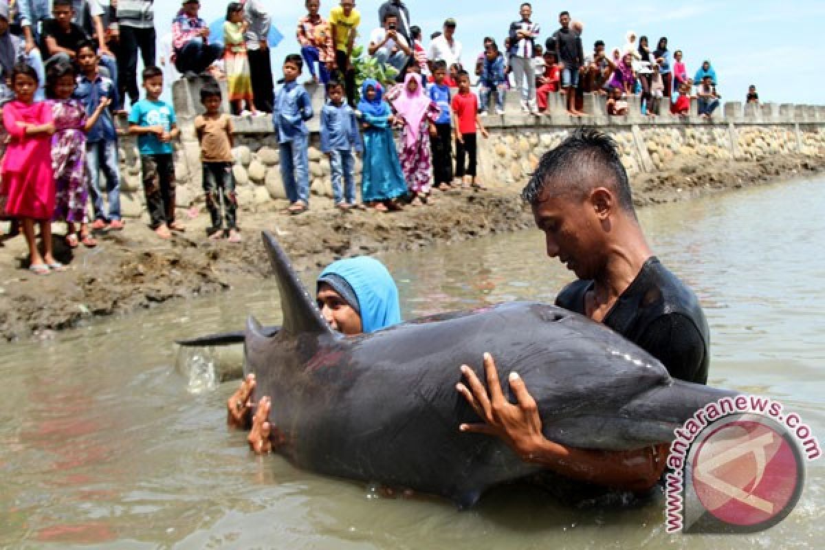 Seekor lumba-lumba terdampar di Pantai Kenjeran
