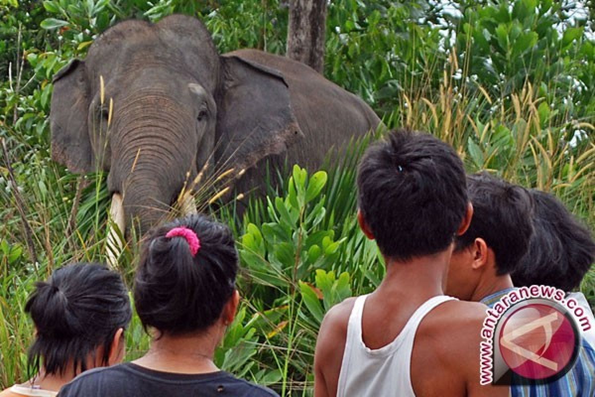 Ketika gajah dan manusia saling jatuh cinta