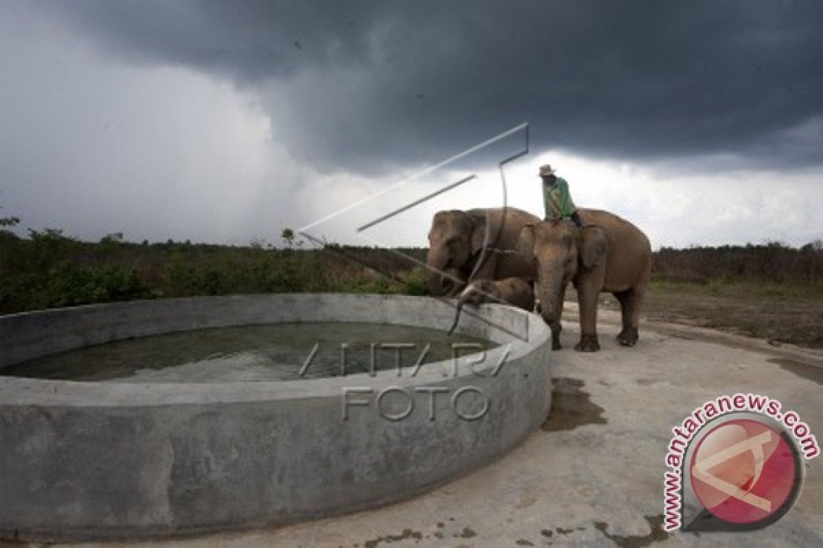 Gajah di TNWK Tersisa 247 Ekor