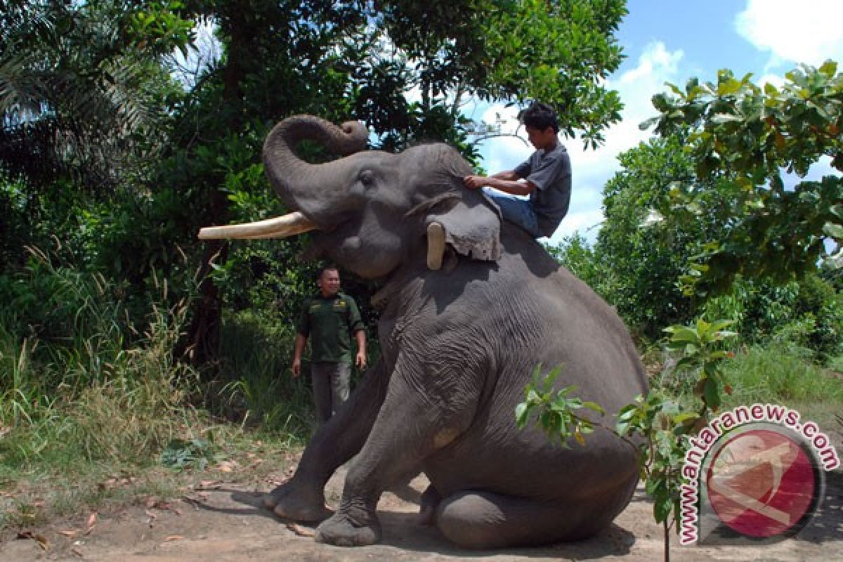 Artikel - Ketika gajah dan manusia saling jatuh cinta