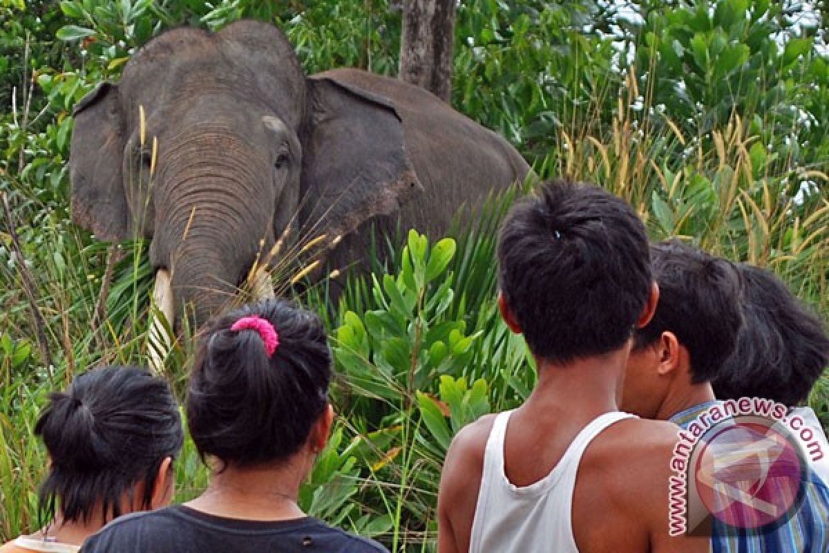 EARTH WIRE -- Four Sumatran elephants died in Riau in 2016: WWF