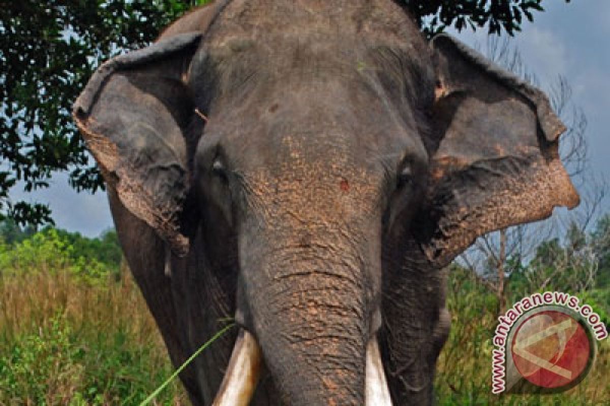 Kawanan gajah yang masuk perkebunan digiring ke hutan Minas