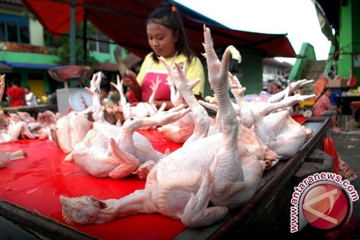 Harga Daging Ayam di Pangkalpinang Bertahan Tinggi