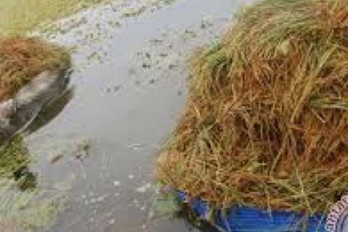 8.008 Hektare Sawah Kuansing Terendam Banjir, Puso Mengancam Ekonomi Petani