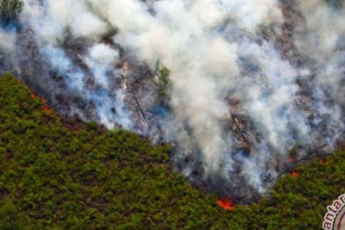 70 Hektare Lahan Cagar Biosfer Terbakar di Bengkalis dan Siak