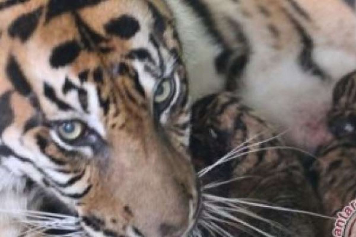 Harimau Melahirkan 3 Anaknya di Kebun Sawit Terus Dipantau BKSDA