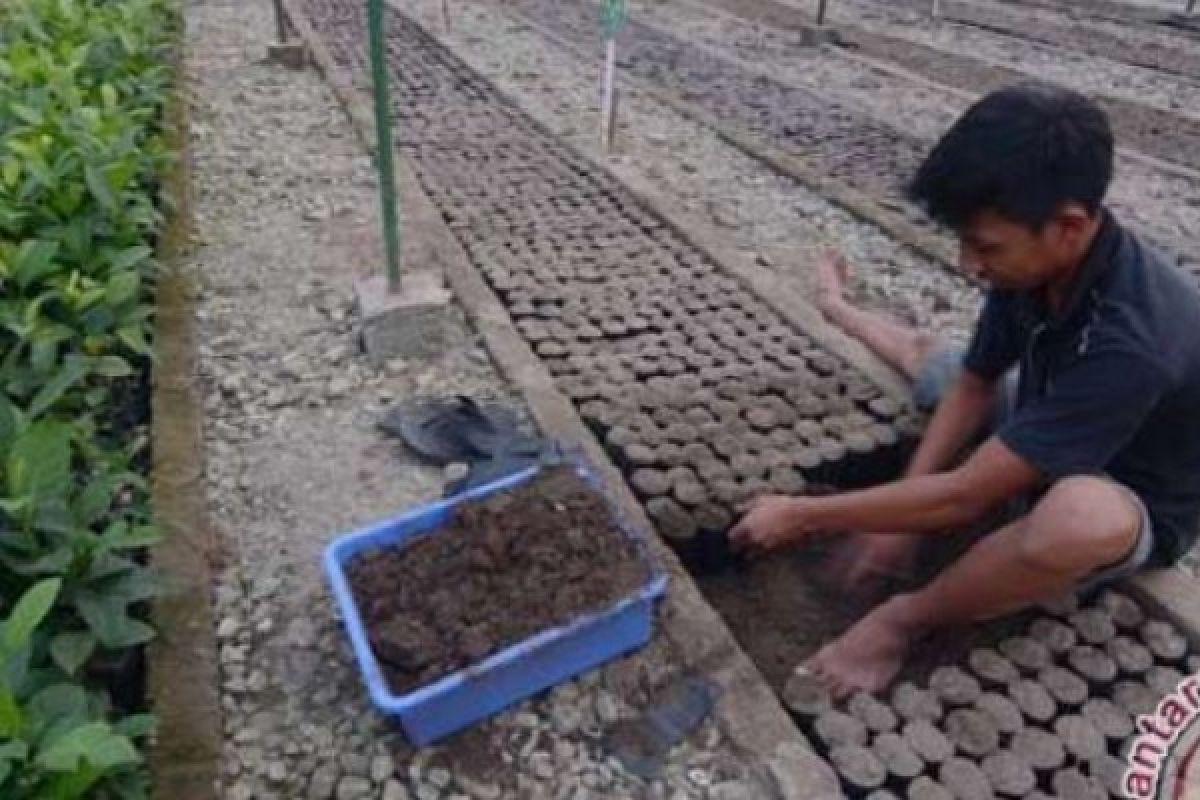 Jaga Lingkungan, Pemkab Kuansing Berikan Bibit Tanaman Pelindung pada Masyarakat