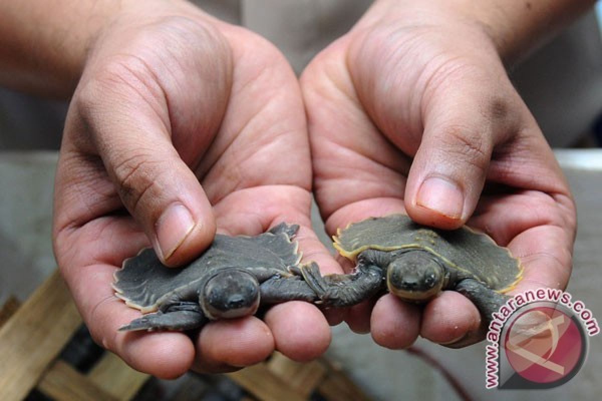 Belasan ribu kura-kura moncong babi dipulangkan ke Papua