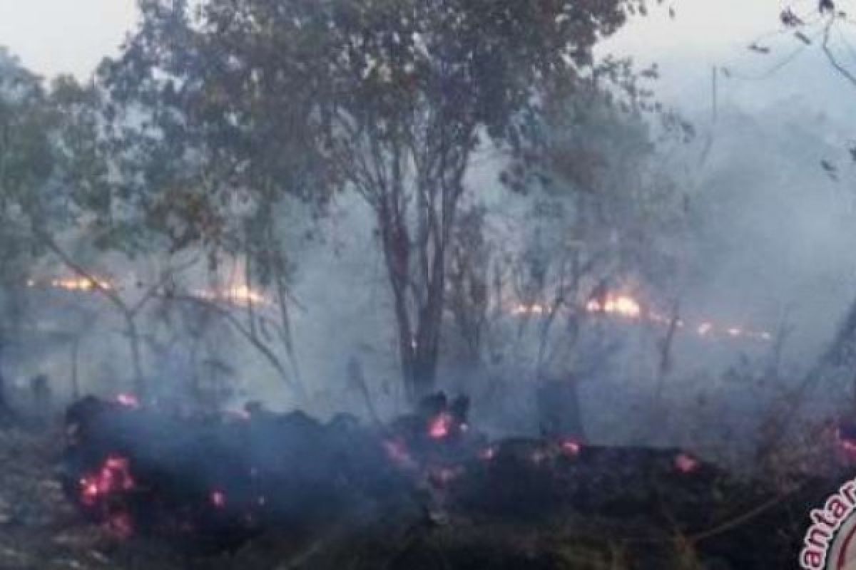 BNPB Geram Kebakaran Lahan dan Hutan Terus Meningkat di Riau