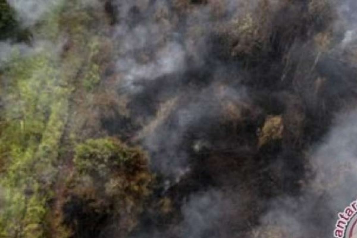 314,5 Hektare Lahan Terbakar di Dumai, 100 Hektare Hutan Konservasi