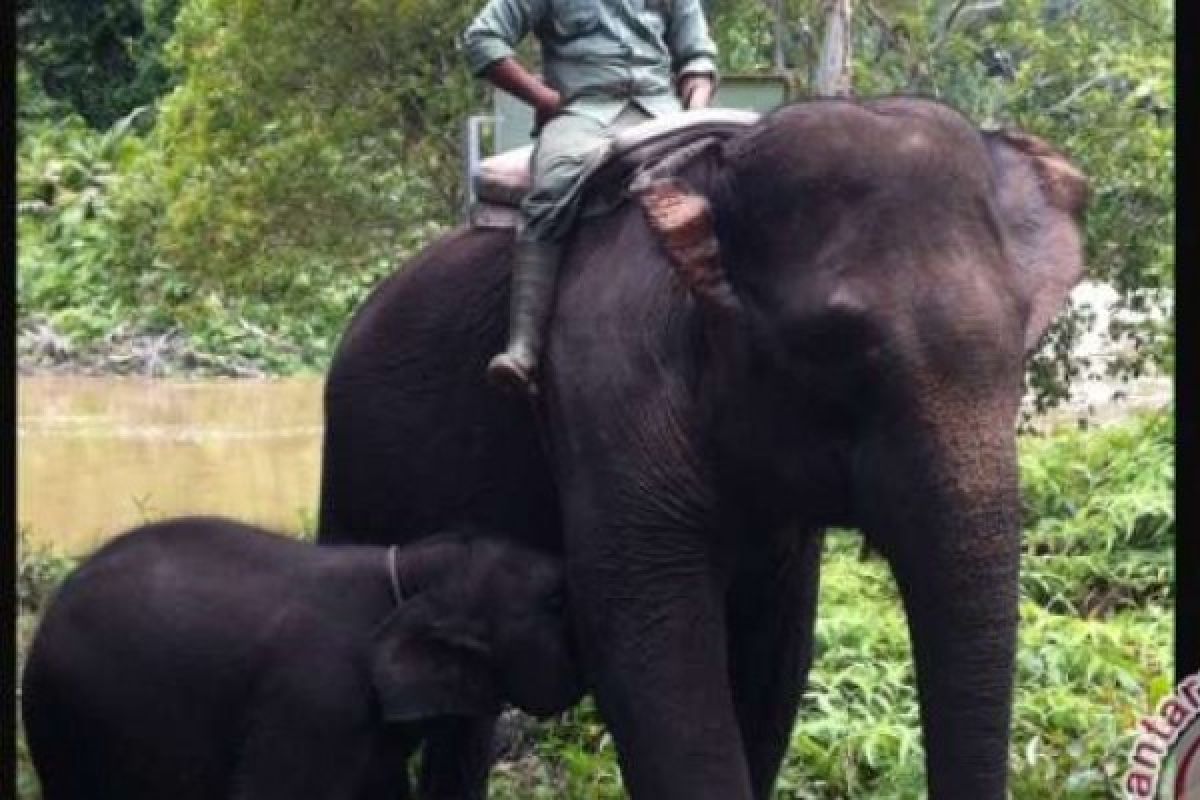 16 Gajah yang Bersekolah di Tahura Siak Berpotensi jadi Ekowisata