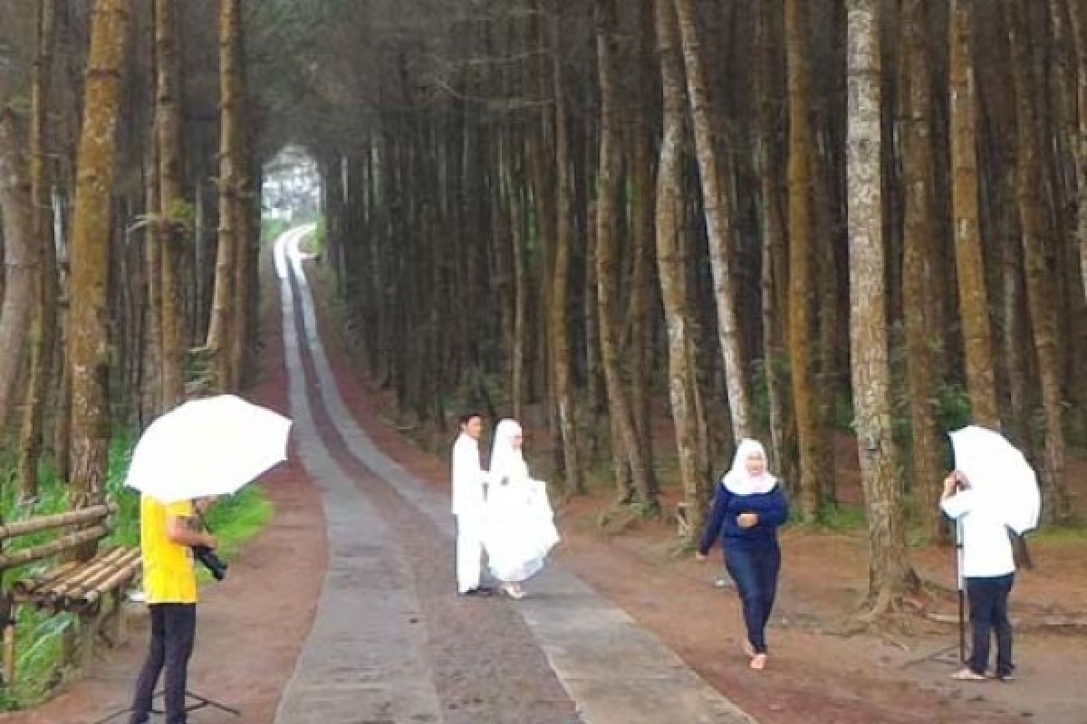 Hutan "Top Selfie Pinusan" memang "Wow!"