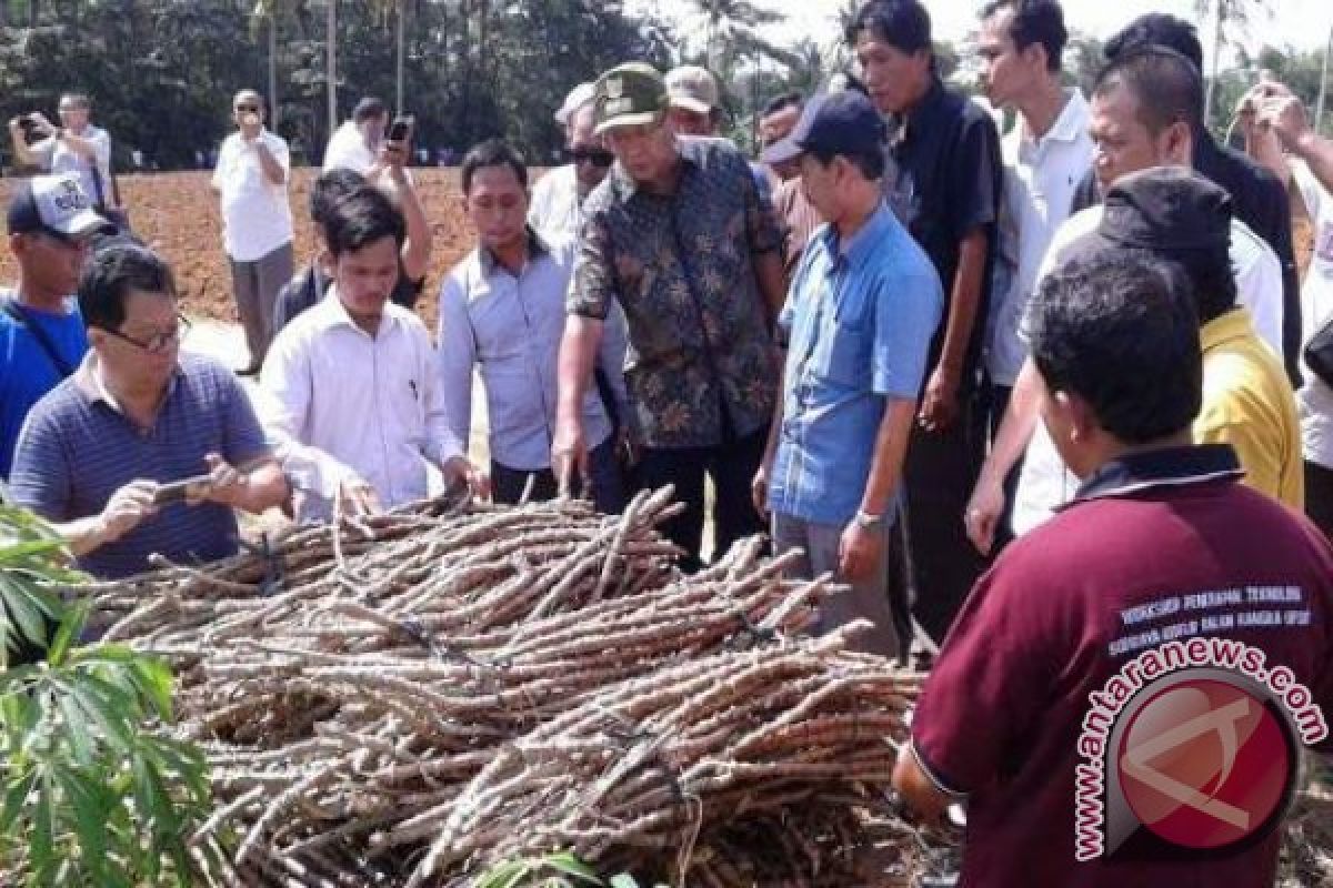 Sarolangun siapkan lahan 250 hektare untuk singkong